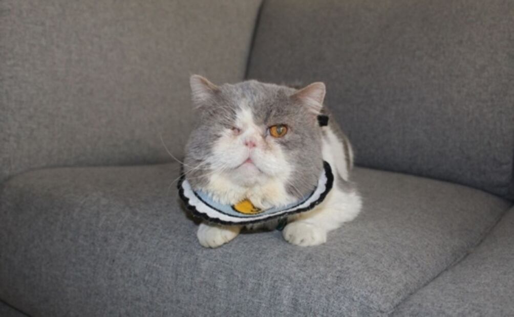 Un gathijo especial: ¿qué implica adoptar un animalito con alguna discapacidad?