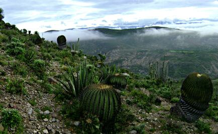 Mole y mezcal en la sierra mixteca