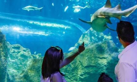 ¿Qué debes saber sobre la pre-inauguración del Acuario Michin en Parque Tepeyac?