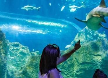 ¿Qué debes saber sobre la pre-inauguración del Acuario Michin en Parque Tepeyac?