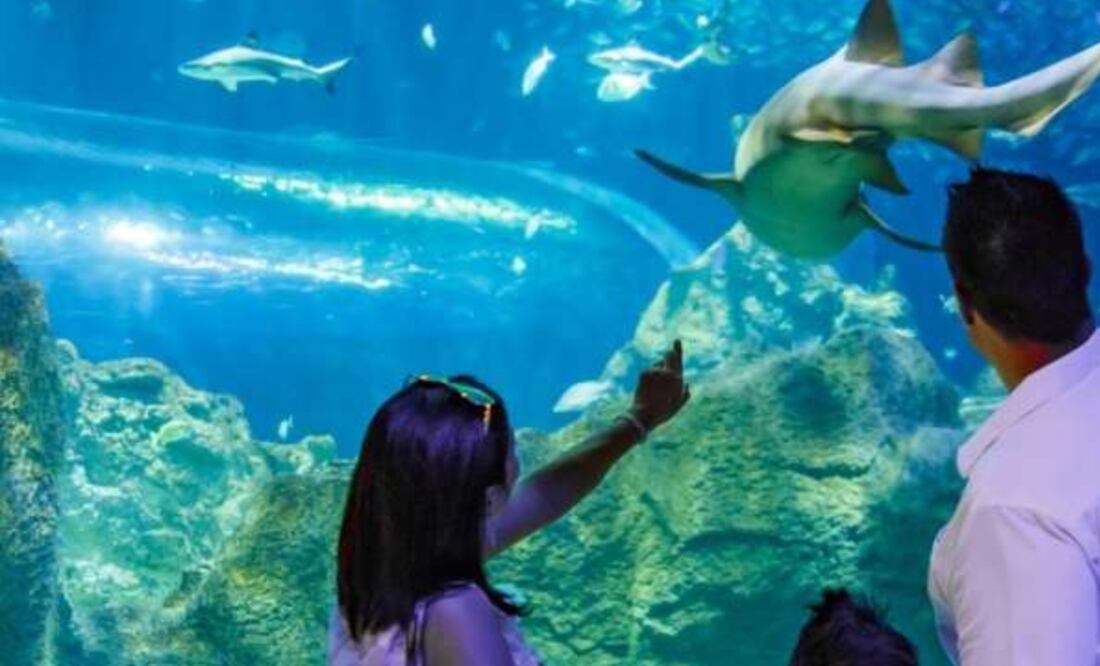 Foto: cdmx-es.acuariomichin.com