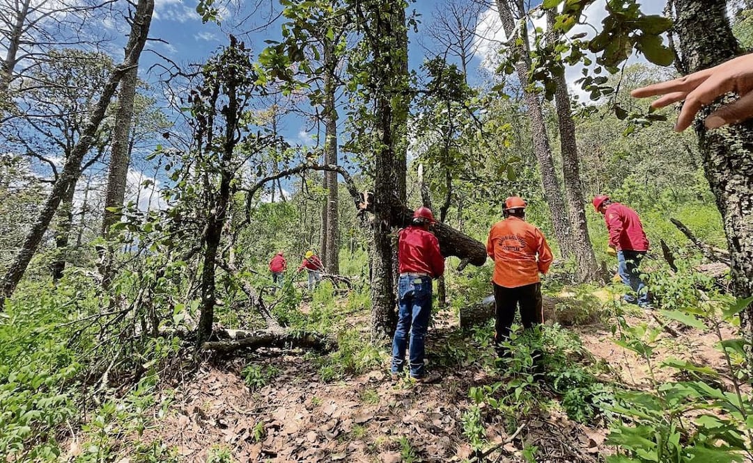 El proceso de saneamiento tendrá una duración aproximada de 90 días y contará con el respaldo de Probosque, que proporcionará las plantas necesarias para la reforestación y apoyará en la campaña de restauración, refirió Josué Trinidad Álvarez. (17/03/2025) Foto: Michelle Sánchez | El Universal