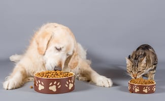 ¿Qué pasa si no lavas el plato de tu mascota?; los riesgos de salud que debes conocer de inmediato