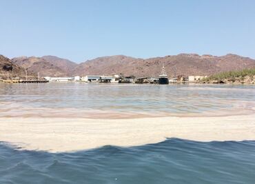 Sardineras contaminan el Mar de Cortés