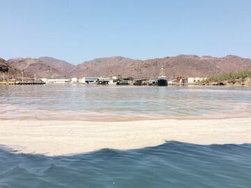 Sardineras contaminan el Mar de Cortés