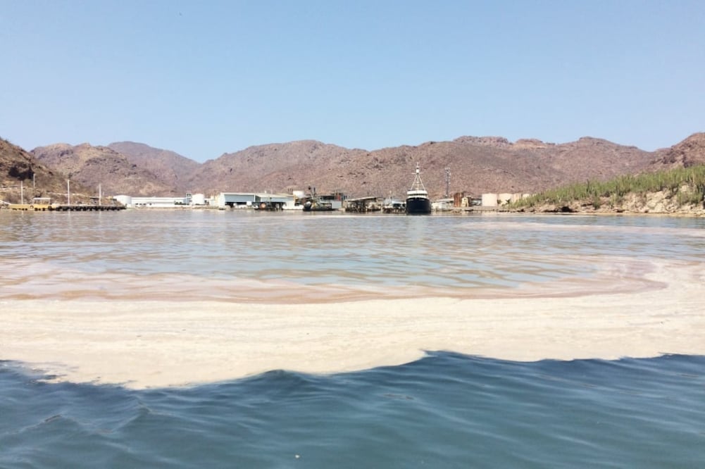 Ningún olfato termina por acostumbrarse al olor de las plantas sardineras. (FOTO: Enrique Alvarado, Alejandro Melgoza y Andrés M. Estrada*)