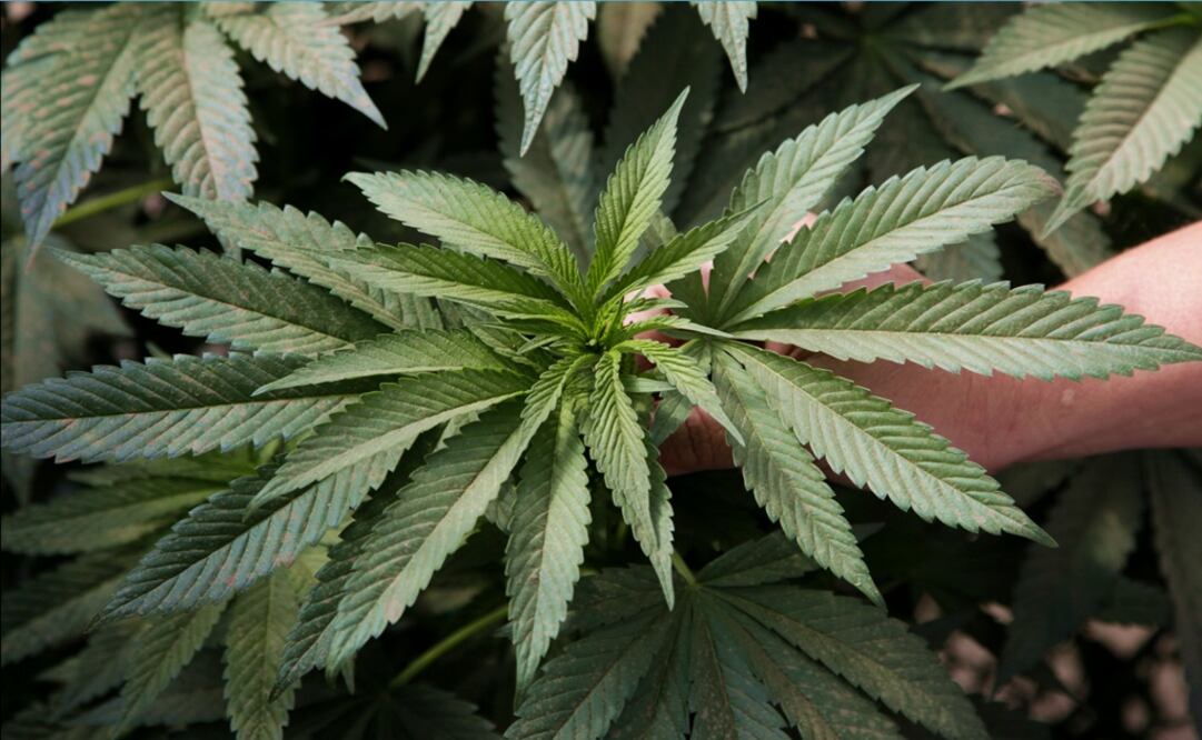 Mexico’s Senate will vote for a bill to fully legalize marijuana in the next few days – Photo: Eric Risberg/AP