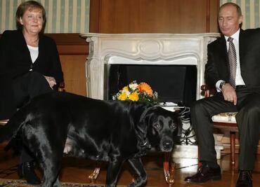 “Ángela, perdóname”: Putin recuerda episodio del perro que incomodó a excanciller alemana Merkel; "mi intención no era esa", dice