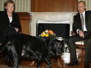 “Ángela, perdóname”: Putin recuerda episodio del perro que incomodó a excanciller alemana Merkel; "mi intención no era esa", dice