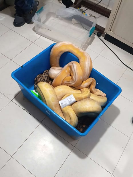 La Profepa resguardó cuatro serpientes pitones aseguradas en Tepoztlán, Morelos. Foto: Especial