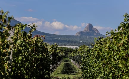Querétaro: tierra de vinos