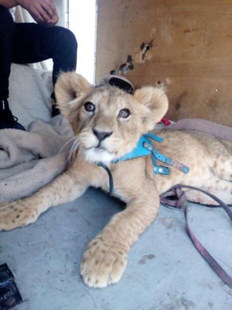 Profepa asegura a cachorro de león de Iztapalapa