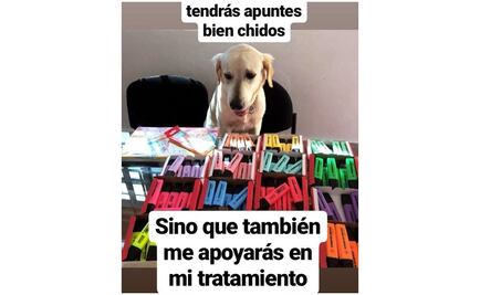 Scott, el perro que vende marcadores para pagar medicamentos