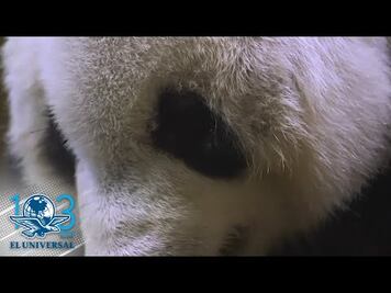Difunden fotografía del primer panda albino en China