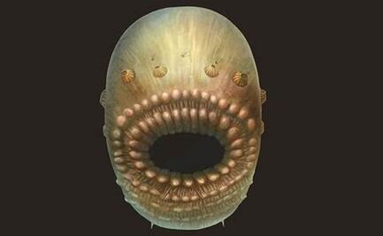 Resuelven el misterio de la criatura sin ano de más de 500 millones de años