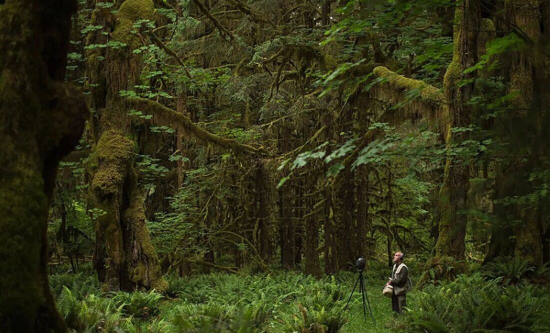 Bosque. Foto: BBC