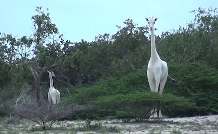 Video. Avistan dos raras jirafas blancas en reserva natural de Kenia