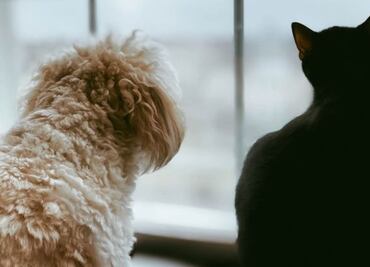 ¿Los gastos funerarios de tus mascotas son deducibles de impuestos?