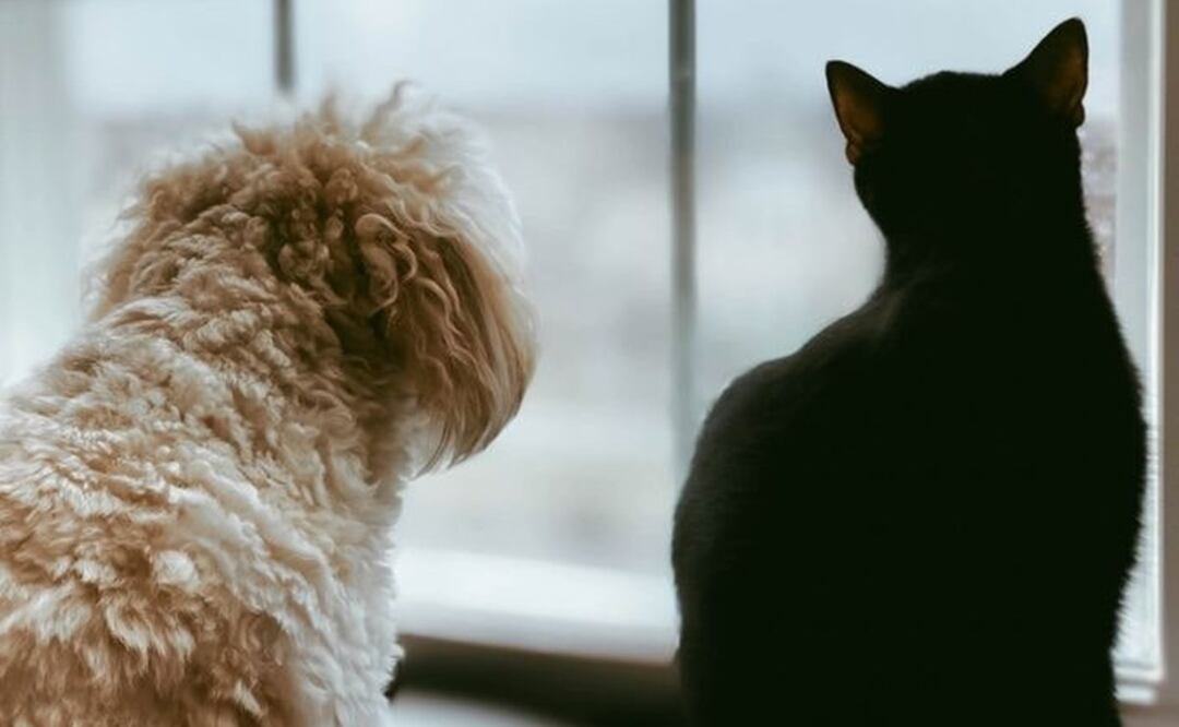 Las mascotas pueden sufrir estrés y ansiedad. Te decimos qué lo detona y cómo tratarlo. Foto: Especial