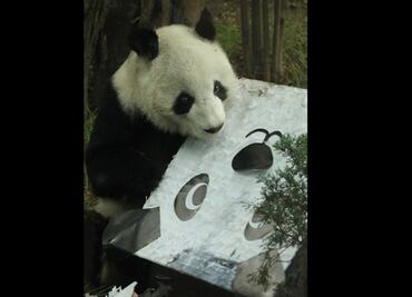 ¡Cumpleaños feliz! Con piñata, celebran en el Zoológico de Chapultepec a una de las pandas más longevas del mundo