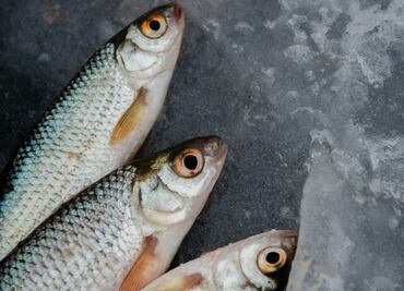 Estas son las recomendaciones de la Profeco para la compra de pescados y mariscos