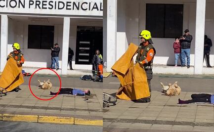 VIDEO: Perrito participa en simulacro de choque y actuación de hace viral