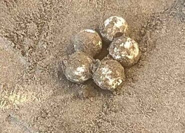 Protegen playas por desove de tortugas en Sinaloa, rescataron más de 120 huevos