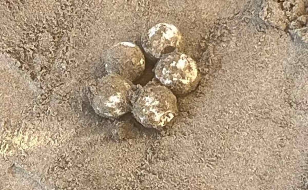 Playas de Guasave en Sinaloa. Foto: Especial