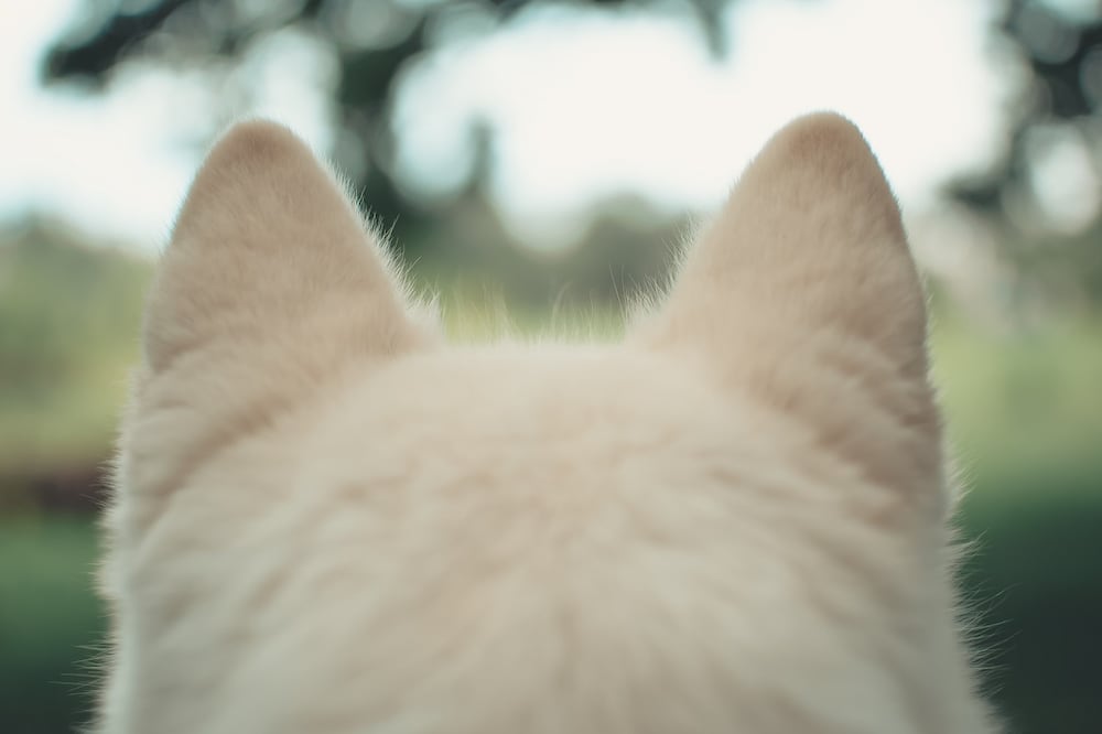 El gatito fue grabado por su dueño en el año 2015/ Foto: Unsplash