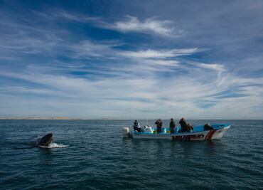 Mulegé: delfines y lobos marinos en el mar de Cortés