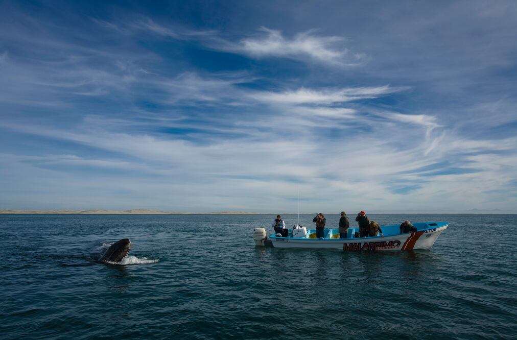 En el municipio de Mulegé en Baja California Sur puedes pasear en bote para avistar a la ballena gris. (Foto: Turismo Baja California Sur)