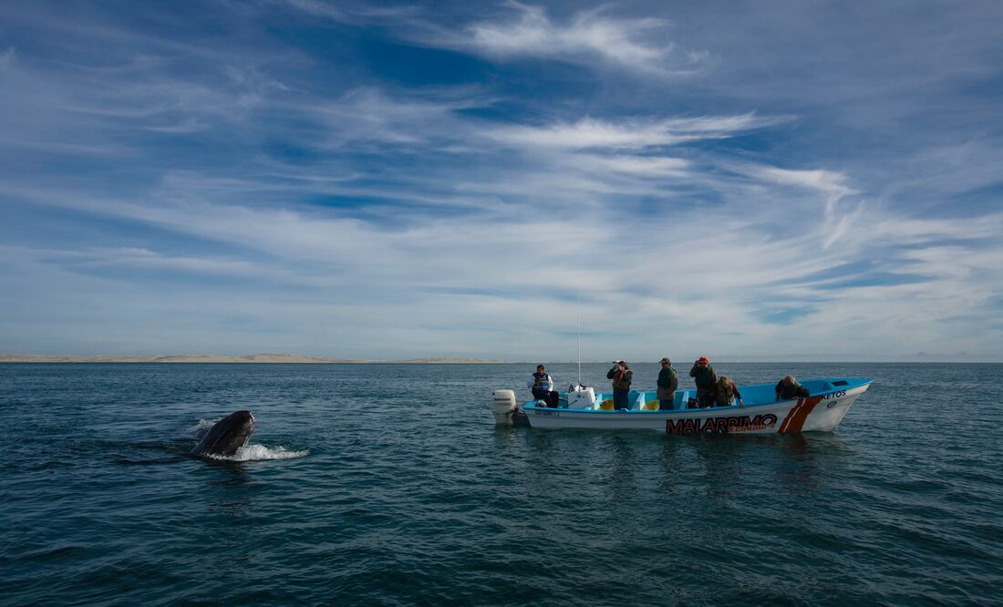 En el municipio de Mulegé en Baja California Sur puedes pasear en bote para avistar a la ballena gris. (Foto: Turismo Baja California Sur)