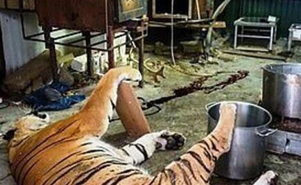 Descubren en República Checa matadero de tigres, leones y pumas 