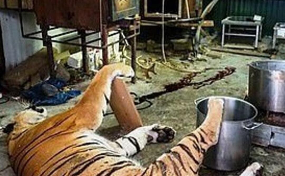 Los  detenidos han sido acusados de delitos relacionados con el comercio de especies en peligro de extinción y por matanza ilegal. Foto: Czech Environmental Inspectorate