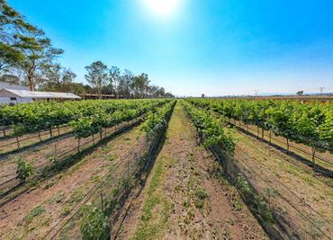 El Refugio: el primer viñedo de Hidalgo que puedes visitar