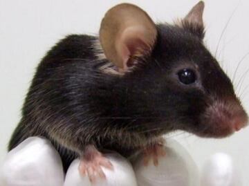 Edición genética corrige parcialmente ceguera en ratones