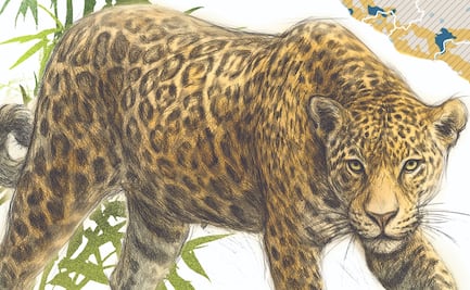 El jaguar, un dios que se recupera pese a las amenazas; población crece 10%