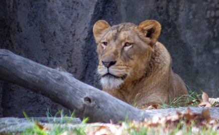 Reportan recuperación satisfactoria de 7 leones del Black Jaguar-White Tiger