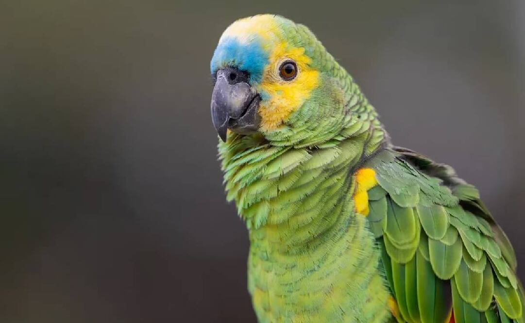 Uno de los pacientes había llevado a casa al loro, que murió poco después. Foto: Especial