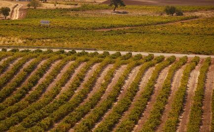 Viñedos Callejo, una visión diferente de Ribera del Duero