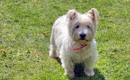 Para cerciorarse del pedigrí y probables enfermedades, pruebas de ADN para perros son cada vez más populares