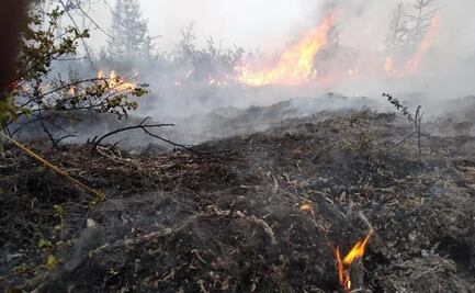 Baten récord altas temperaturas en Siberia, llegan a los 37º C
