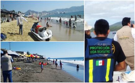 Profepa retira 661 vendedores ambulantes en playas