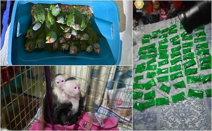 Monos, pericos, perros y drogas; lo obtenido tras cateo en viviendas de Iztapalapa: FOTOS