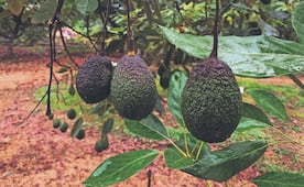 Aguacateros temen pérdidas millonarias; fruta almacenada no tarda en “tronarse”, dicen