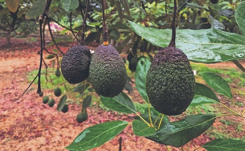 Productores de California piden regular aguacate mexicano; exigen aranceles e inspecciones más estrictas