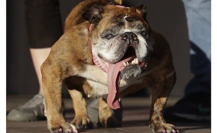 California recibe la gala anual para elegir al "perro más feo del mundo"