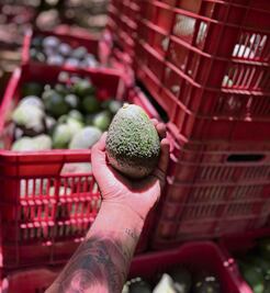 Prevén caída de precio del aguacate en México