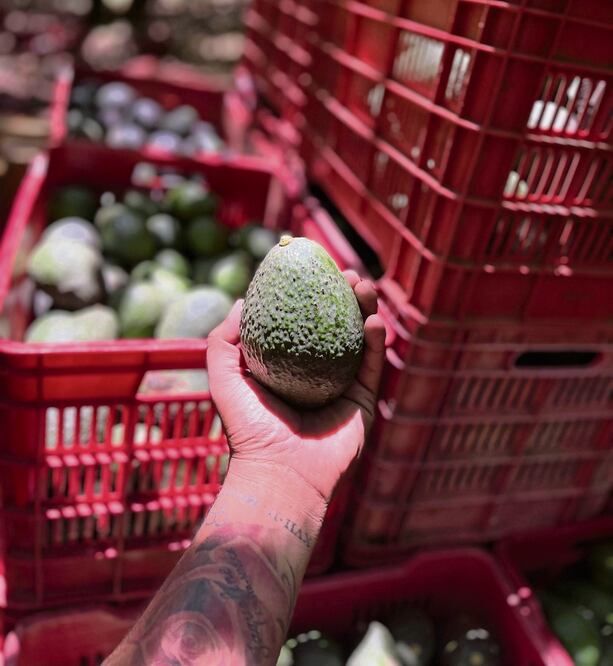 Estados Unidos frenó las importaciones de aguacate mexicano desde el pasado fin de semana. Foto: de Carlos Arrieta. El Universal