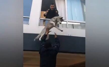 Así rescataron a perrito Husky por la ventana de un departamento incendiado en La Nápoles